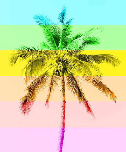 palm tree with multi color overlay